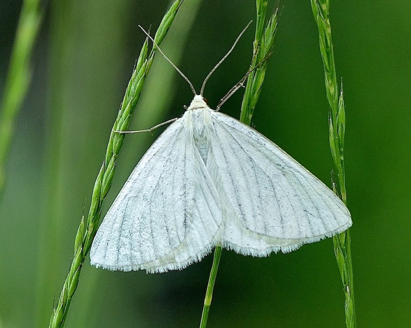 black-veined moth
